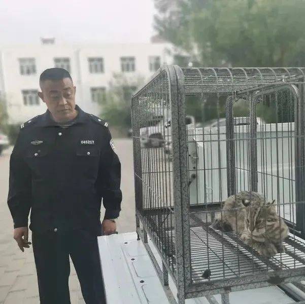 赤峰一村民家饲养的观赏鸡被“野猫”咬死，警方一查，这动物的身份不一般！_林西县_豹猫_环食