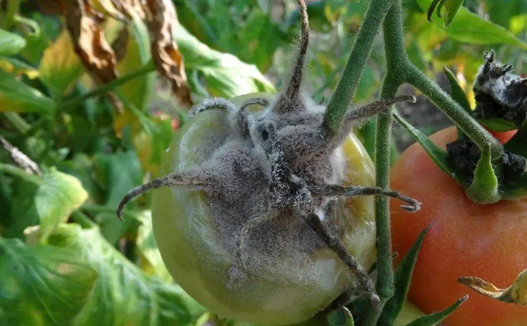 番茄病毒病果子图片