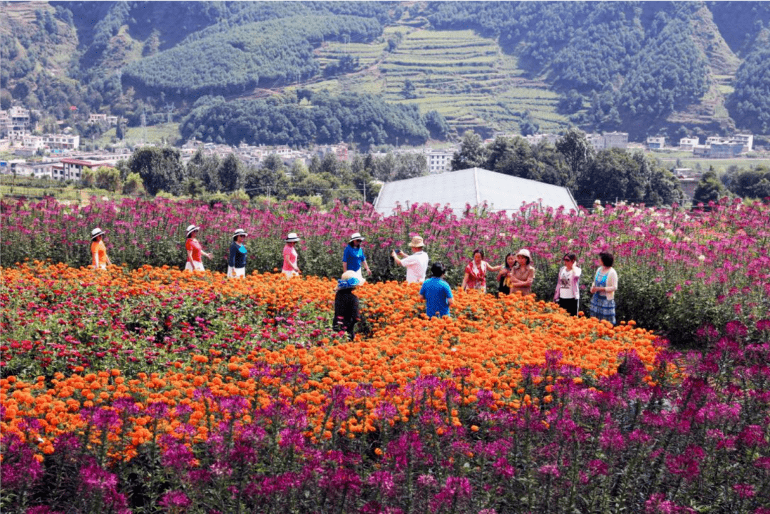 9月以來,魯甸縣水磨鎮新興公司基地花海的醉蝶花,百日菊,萬壽菊百花