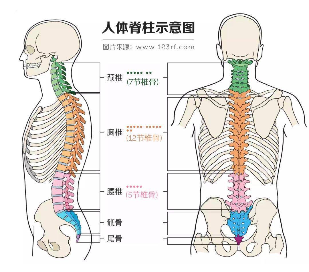 正常人体颈椎示意图图片