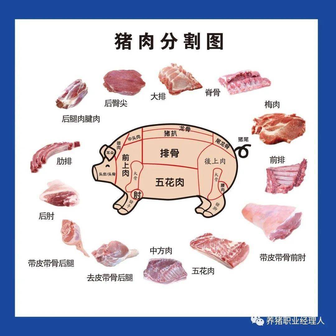 最全的《生猪结构图》,文末有福利哦_部位_分割_结肠