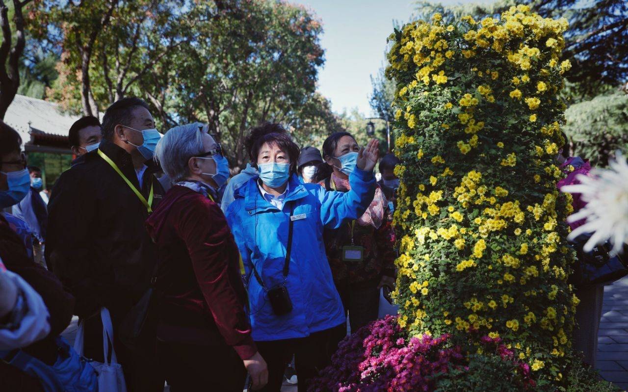 重阳节游客相聚陶然亭公园登高赏菊，“菊花妈妈”讲解艺菊养护