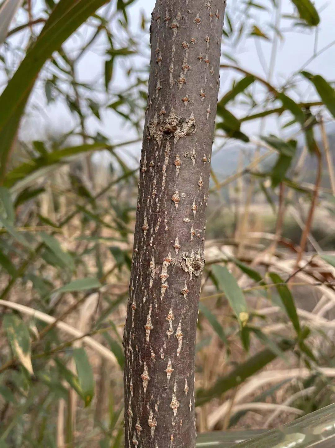 观察一棵树-水杉(52)_皮孔_植物学_什么