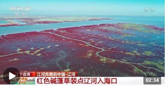 江河奔腾看中国丨生态盛景美如画 看辽河入海口的三种颜色_湿地_城市_盘锦