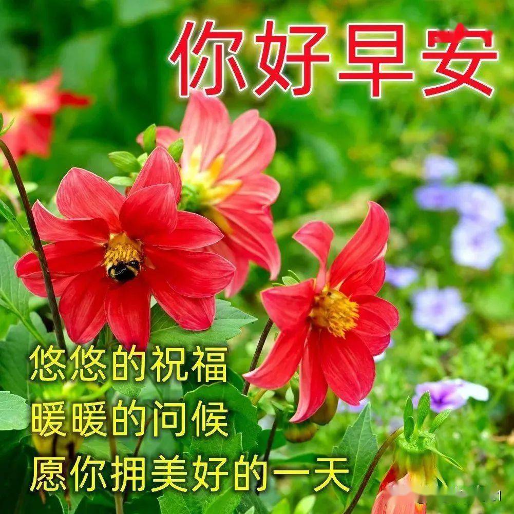 清新漂亮早安图片带祝福语,朋友们早上好问候祝福语图片