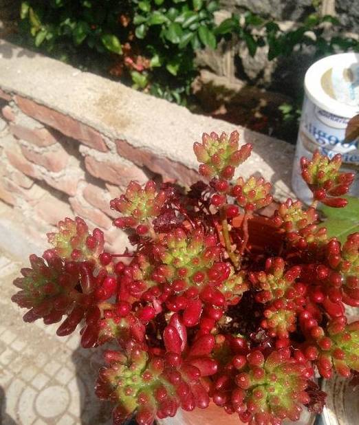 养护多肉虹之玉,学学小技巧,预防黑腐,徒长烂根,掉叶子_问题_环境