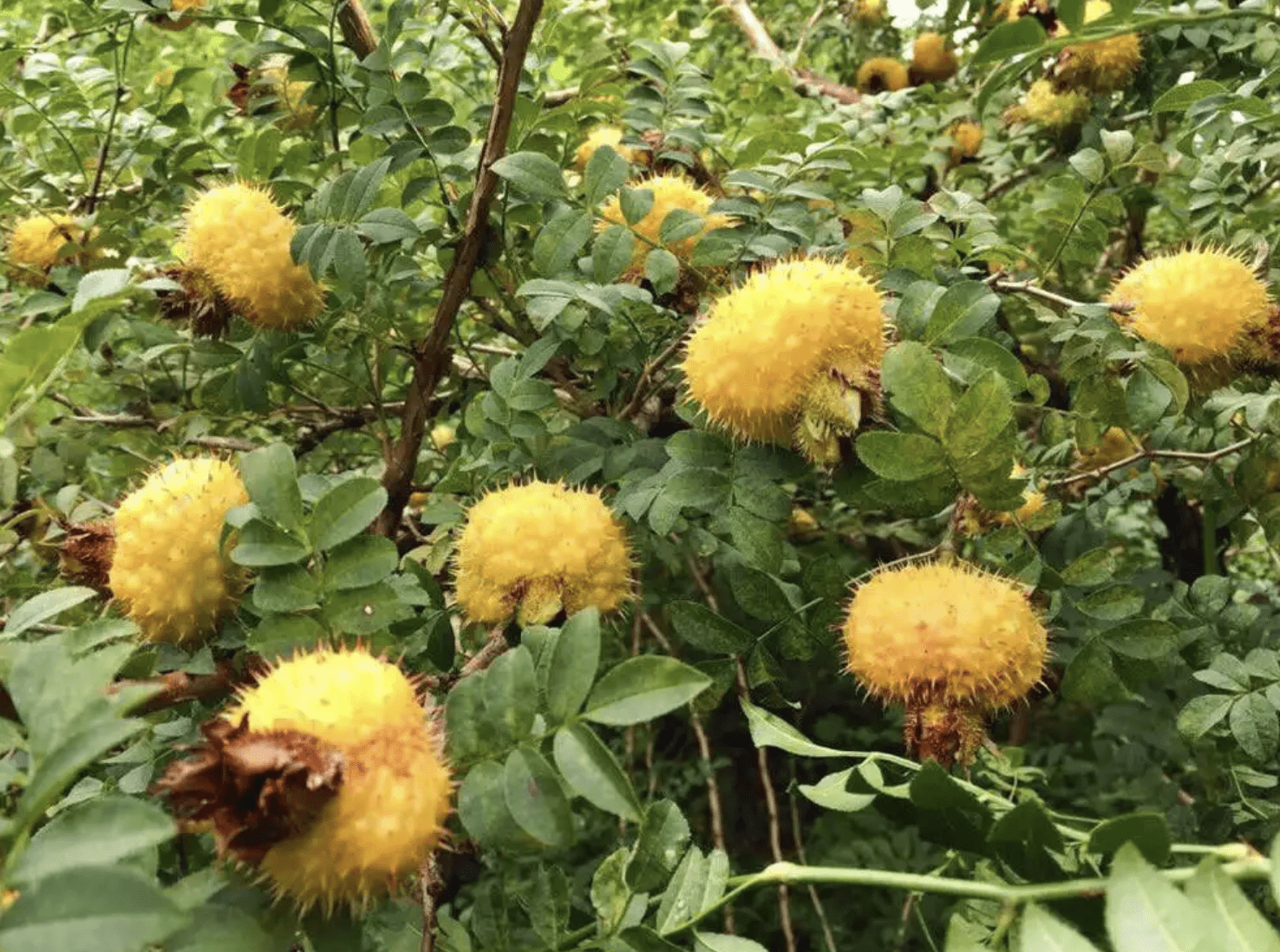 果子金黄色,人称"山王果",如今是稀有的野果,制成果酱是一绝_果树