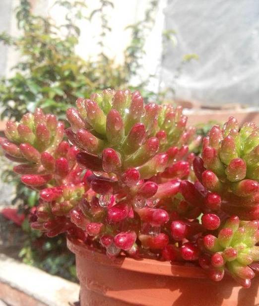 养护多肉虹之玉,学学小技巧,预防黑腐,徒长烂根,掉叶子_问题_环境