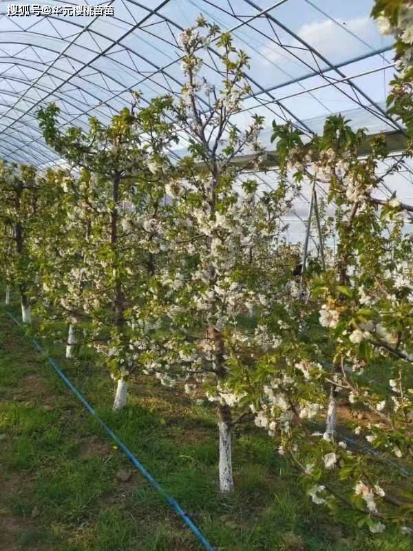 蜜泉大樱桃品种介绍图片