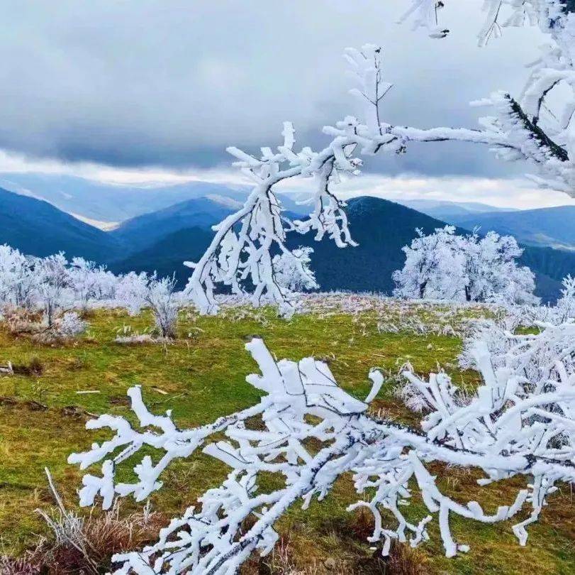 美!老白山金秋遇初雪_神鹿_包裹_雾凇
