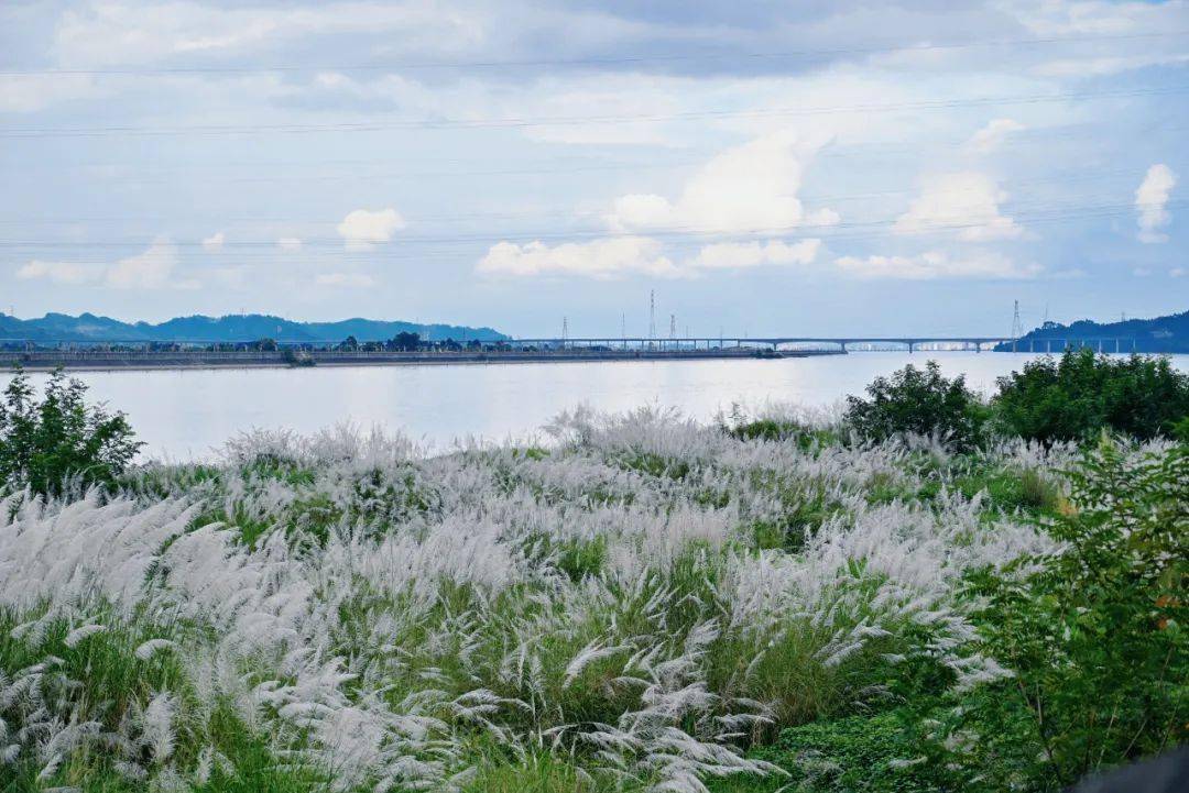 国庆游沙湾 | 沙湾又一网红地,芦苇摇曳铜河岸边~_沙湾区_人员_景区