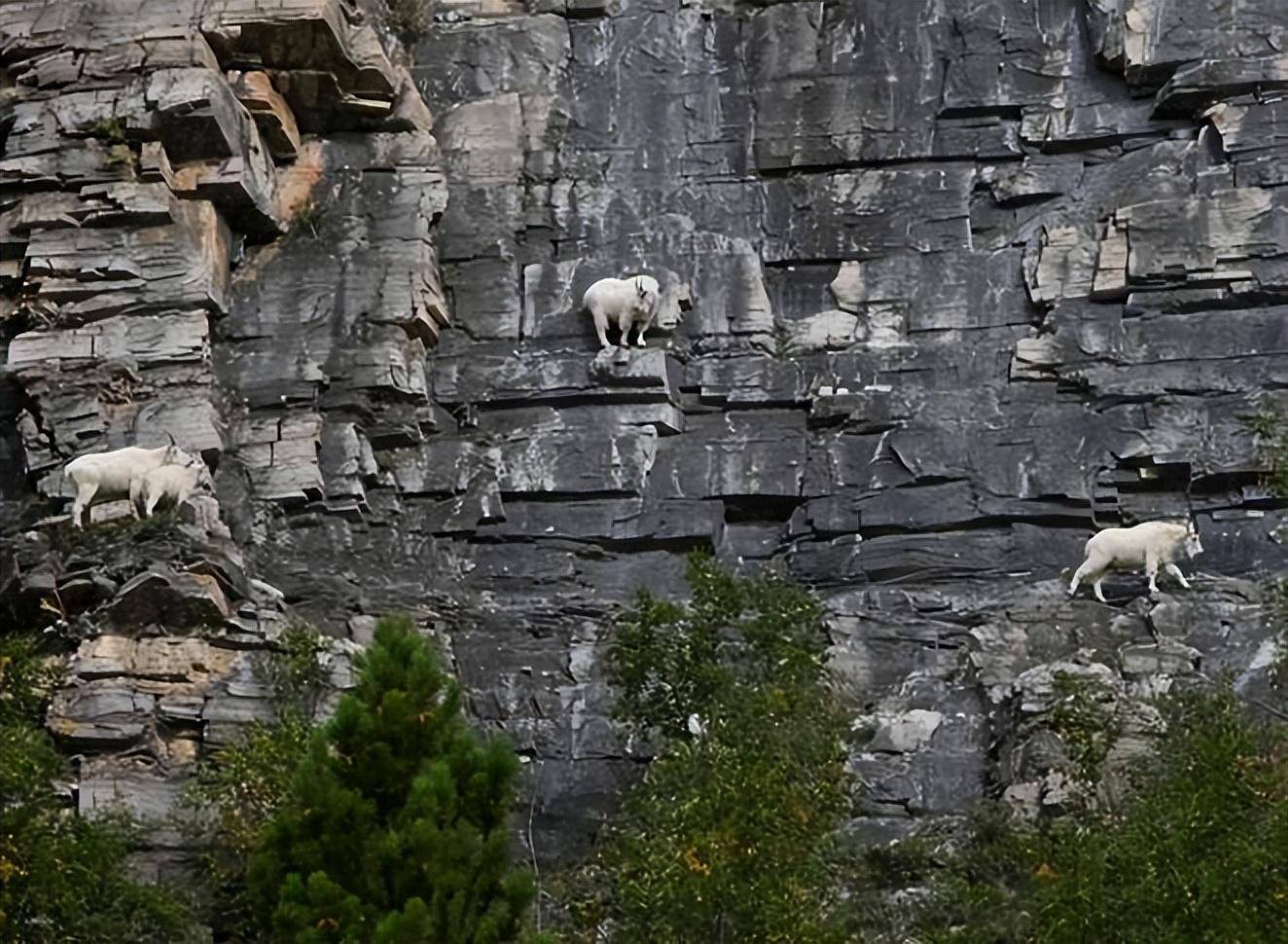 反重力？山羊的蹄子又钝又硬，却能爬上崖壁，它们是怎么做到的？