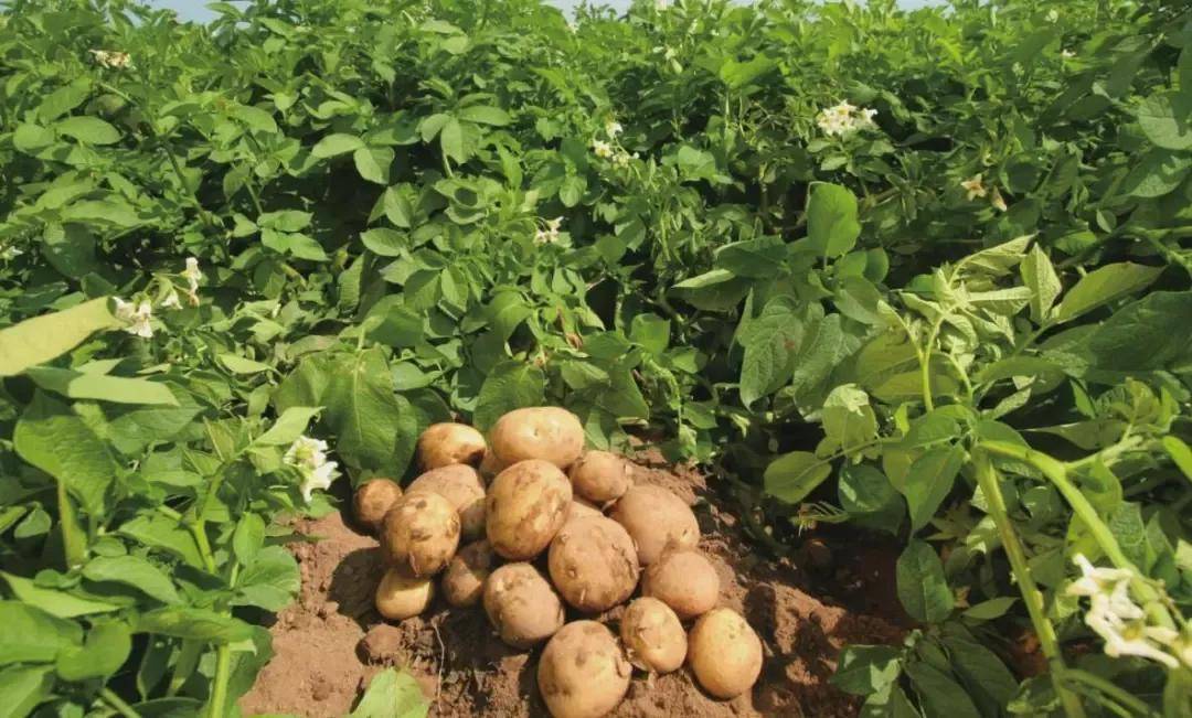 马铃薯施肥有技巧,中港万象菌肥这么用,长得好,产量高_作物_种植_农家