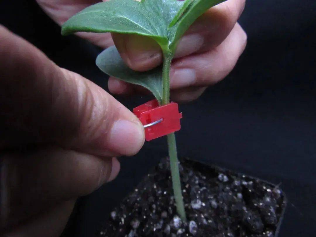 4种常见蔬菜嫁接法,高清图解详细步骤,一看就懂_砧木_接穗_科普