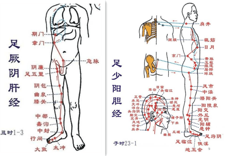 大腿外侧肝胆经位置图图片