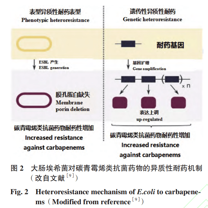 亮点文章 | 大肠埃希菌异质性耐药的研究进展_coli_耐药性_机制