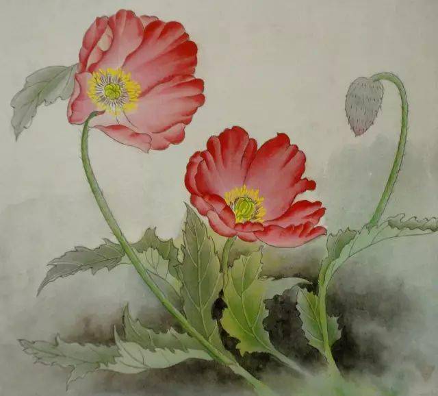 【国画教程】一学就会画工笔虞美人花_步骤_花瓣_英雄