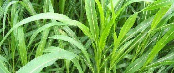 几十种草树叶和秸秆,羊吃哪种长得最快_种植_饲料_牧草