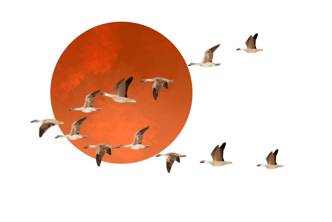 一候鸿雁来宾. 鸿雁排成一字或人字形的队列大举南迁.