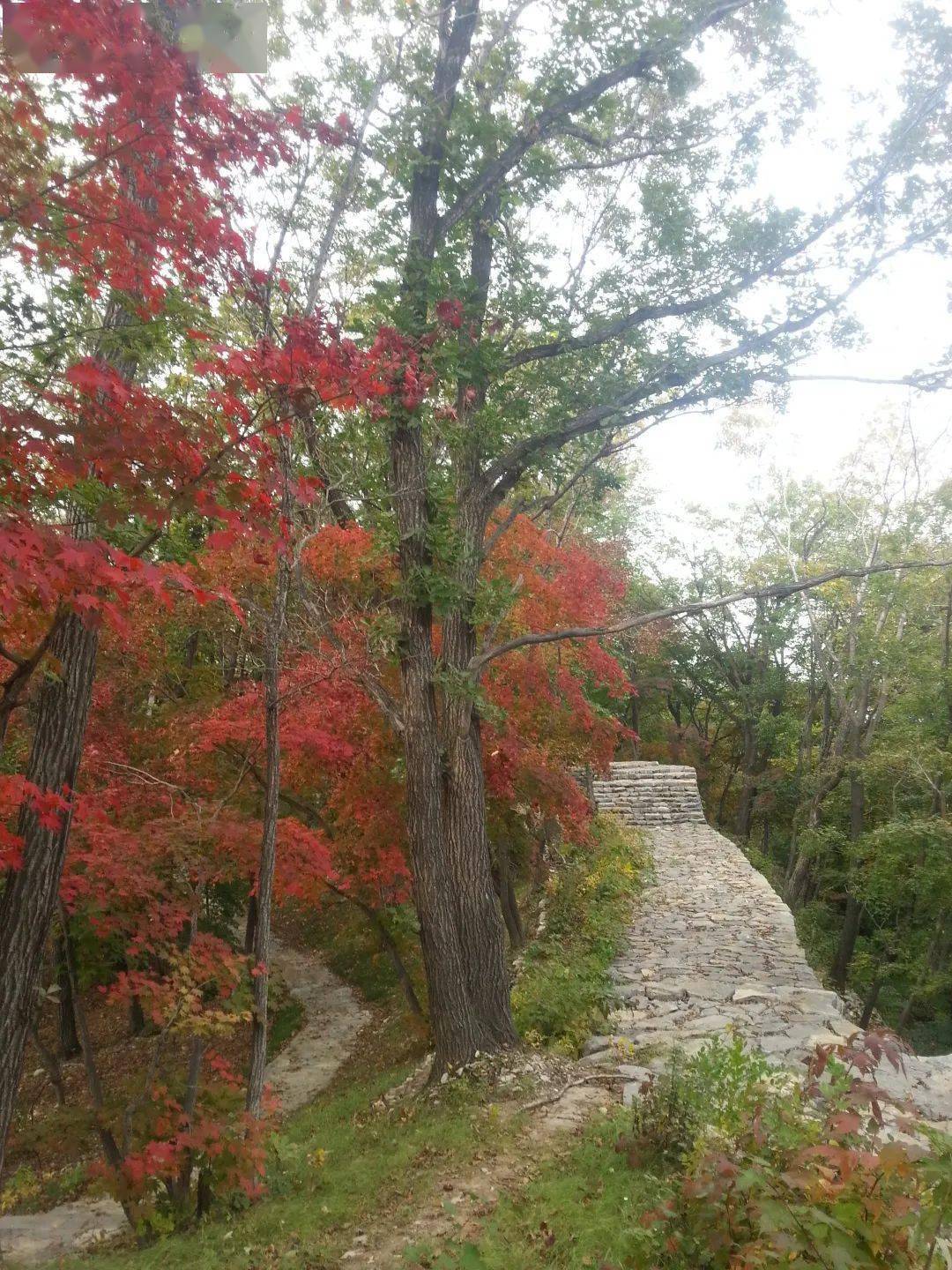 罗通山风景区电话图片