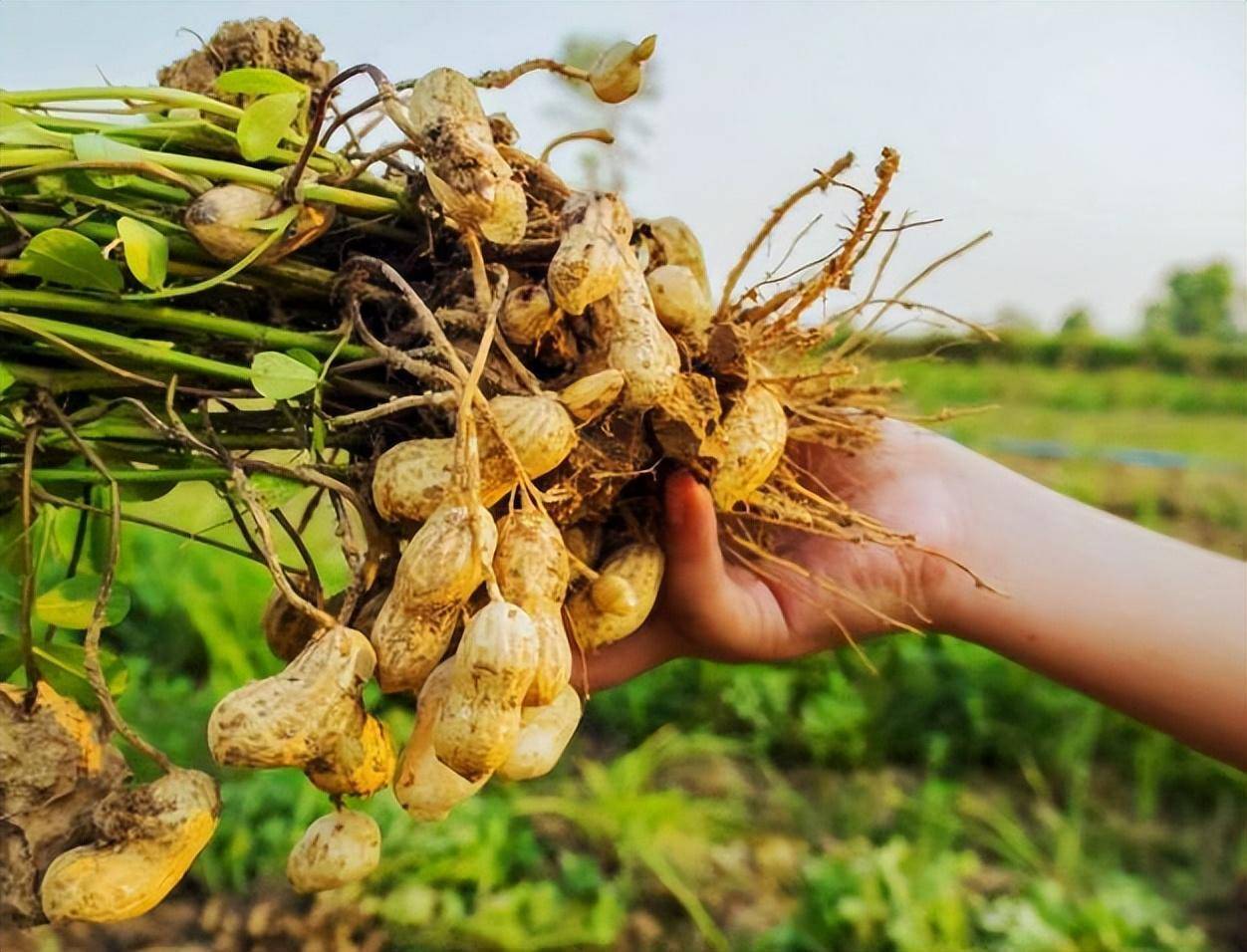 花生收获与贮藏