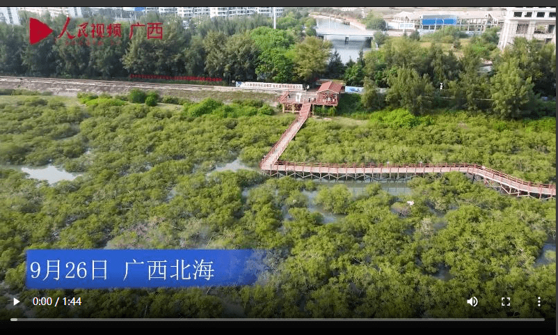 【美丽中国·网络媒体生态行】来自北海红树林的故事_龙海若_何涛_三审