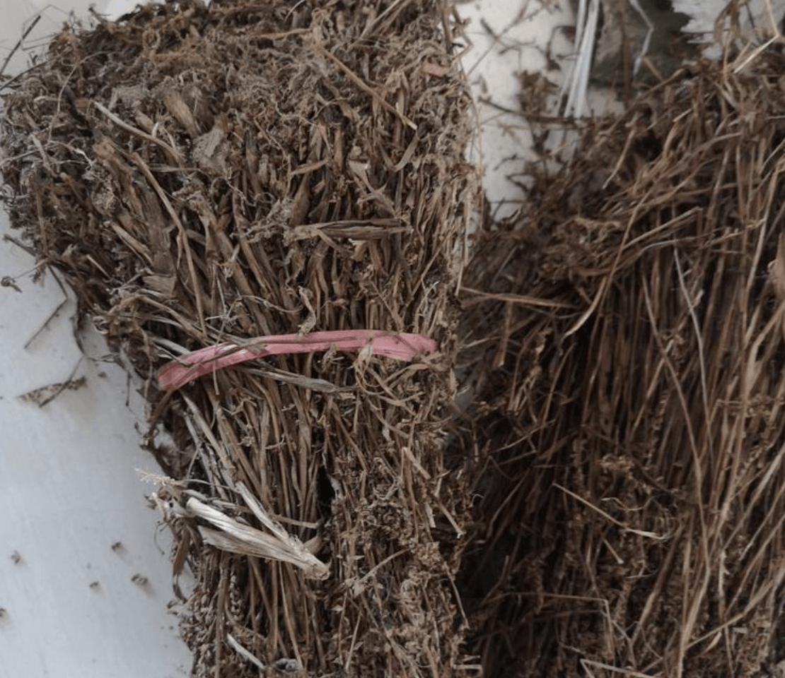 农村有1种小草,俗称盘龙参,高20厘米,肉质根肥大,如今有价值_植株