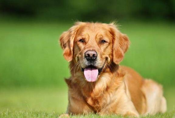 是一种_金毛_沙皮