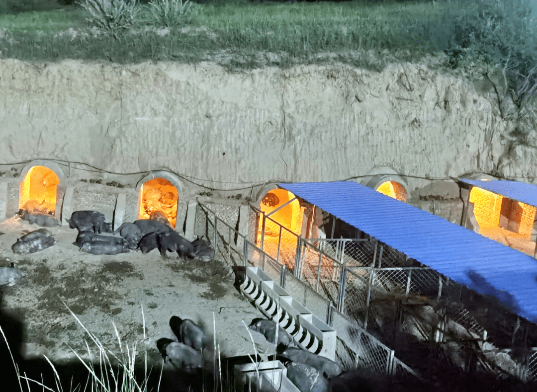 窑洞猪舍窑洞猪舍据了解,该生猪养殖基地投资2500万元,车间存栏量