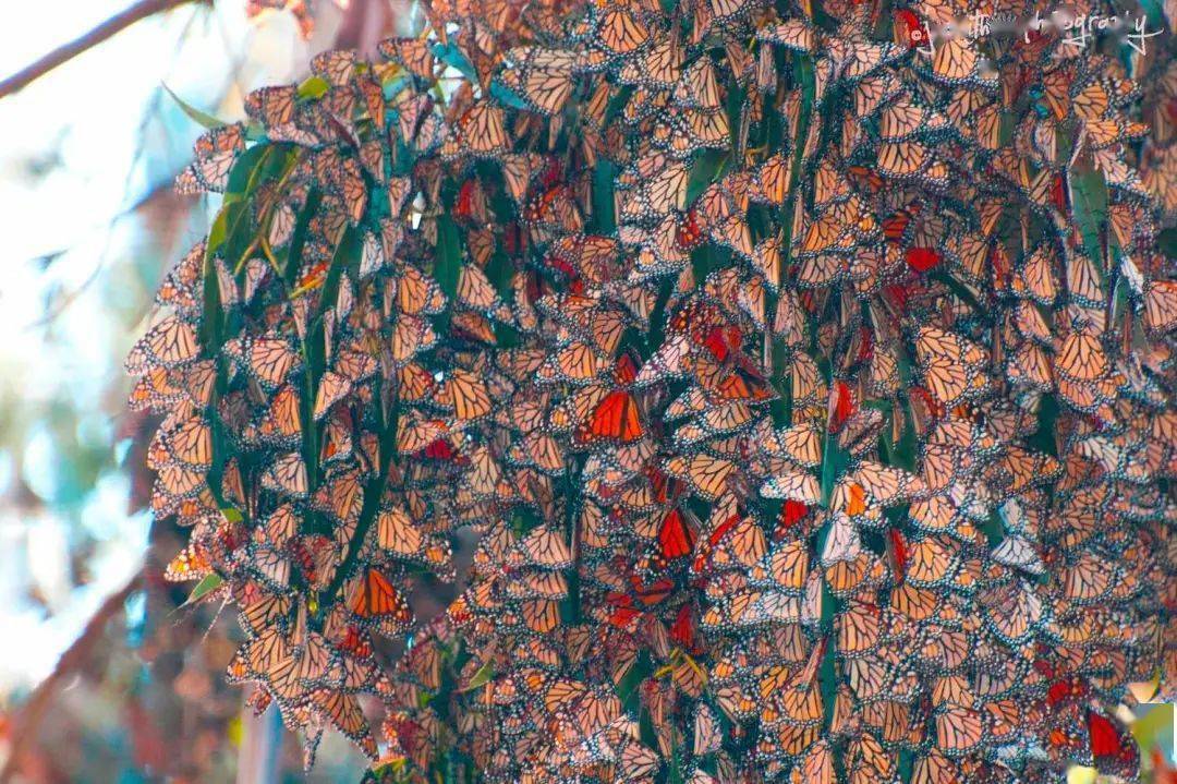 【巡礼】美洲蝴蝶—墨西哥_王蝶_vs_沙特