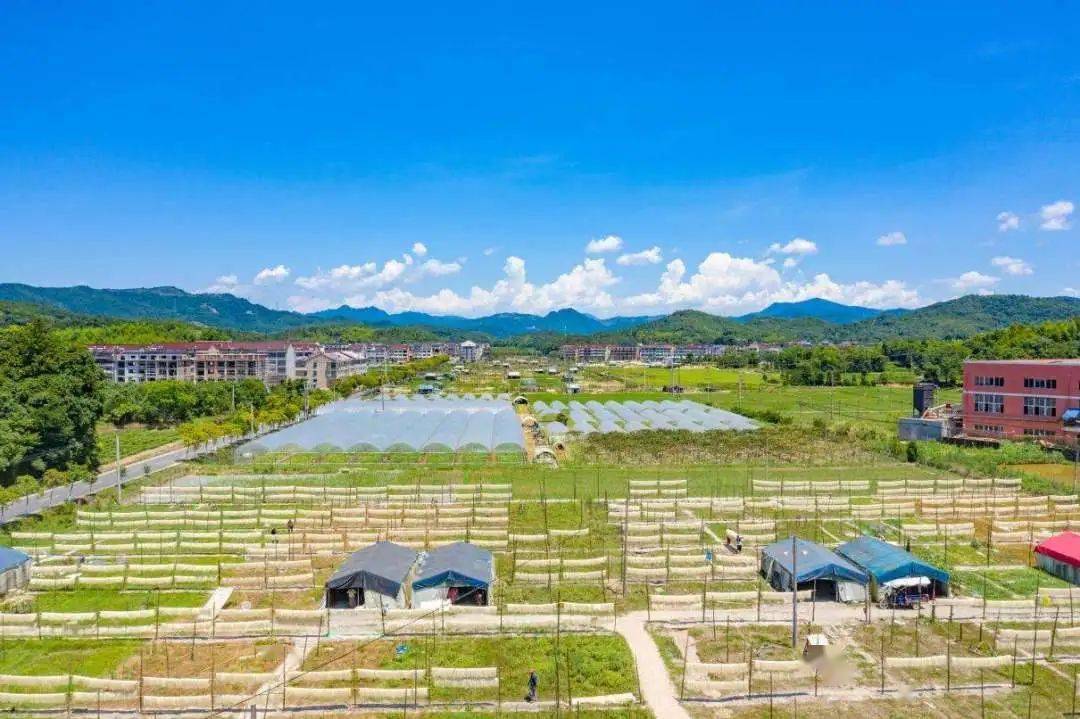 临海小芝镇进入"中国最美村镇"评审阶段_活动_文化_米面