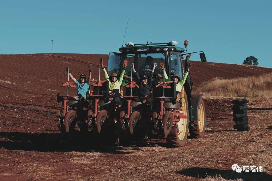 22岁女生在澳大利亚打工度假：农场摘葡萄一周能挣四千，给房主打工换住宿过上李子柒式生活