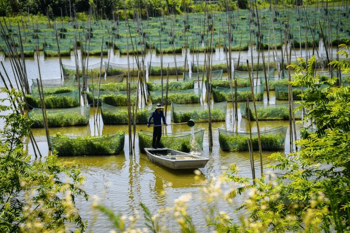 【学习强国】安徽望江赛口镇:生态养鳝富乡村_养殖_com_永志