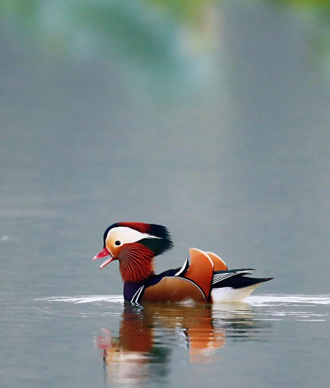 实拍"越墙"鸳鸯们在龙湖荷塘里的幸福生活……_安徽省_淮南_国庆
