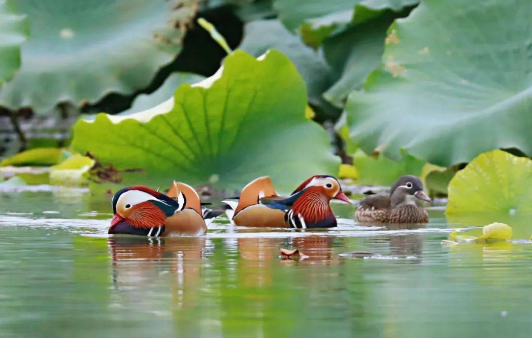实拍"越墙"鸳鸯们在龙湖荷塘里的幸福生活……_安徽省_淮南_国庆