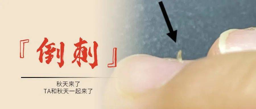 『倒刺』,到底撕不撕?_皮肤_手指_阿姨
