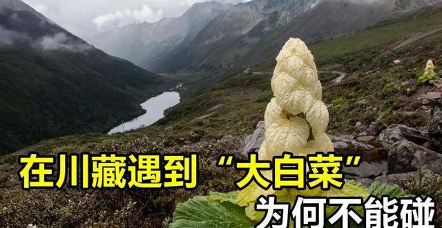 川藏线上2米高的白菜，一棵价值4000块？它到底有啥特别？