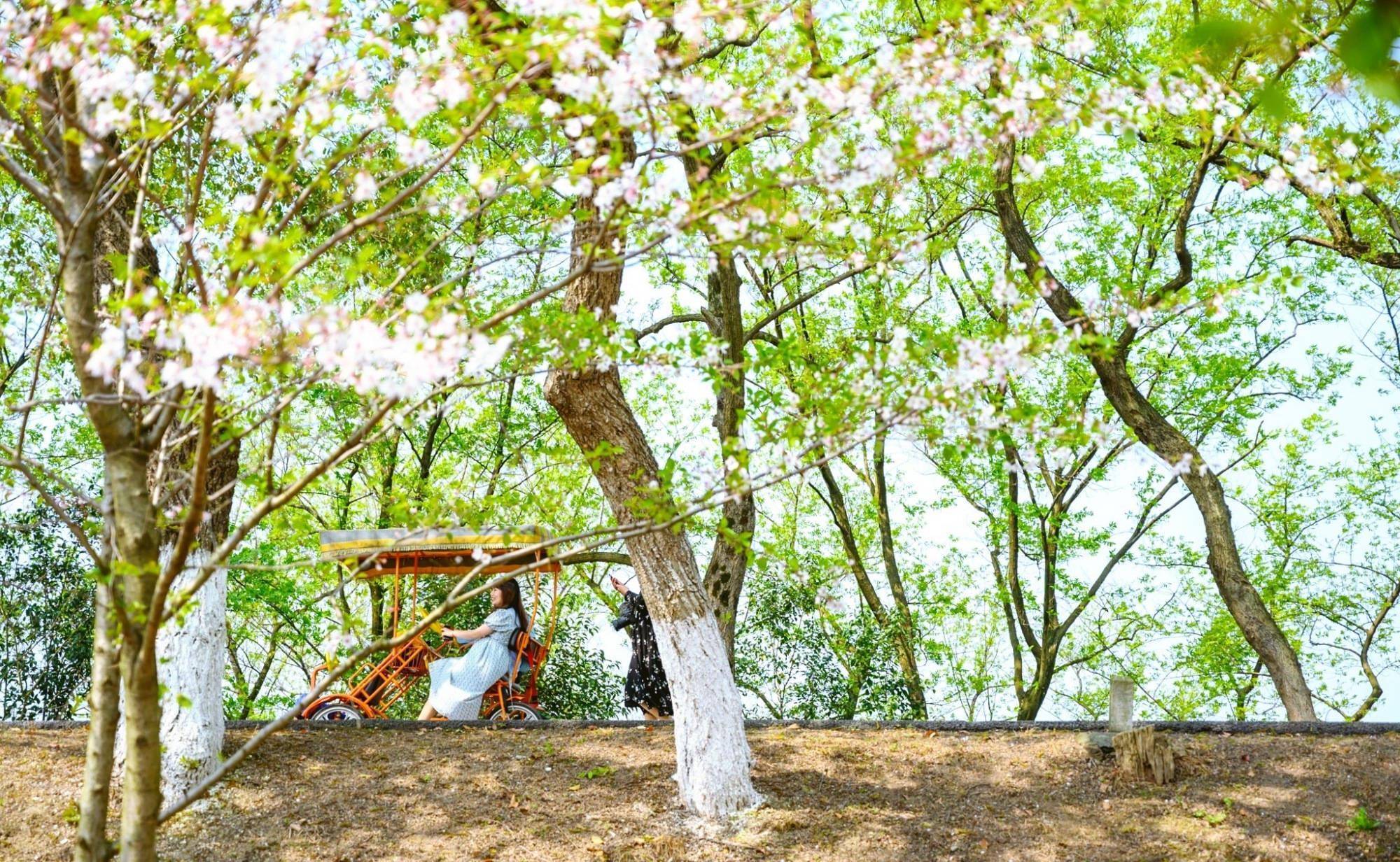 太湖畔藏着一处赏樱胜地，不是无锡鼋头渚，这里的樱花一样惊艳