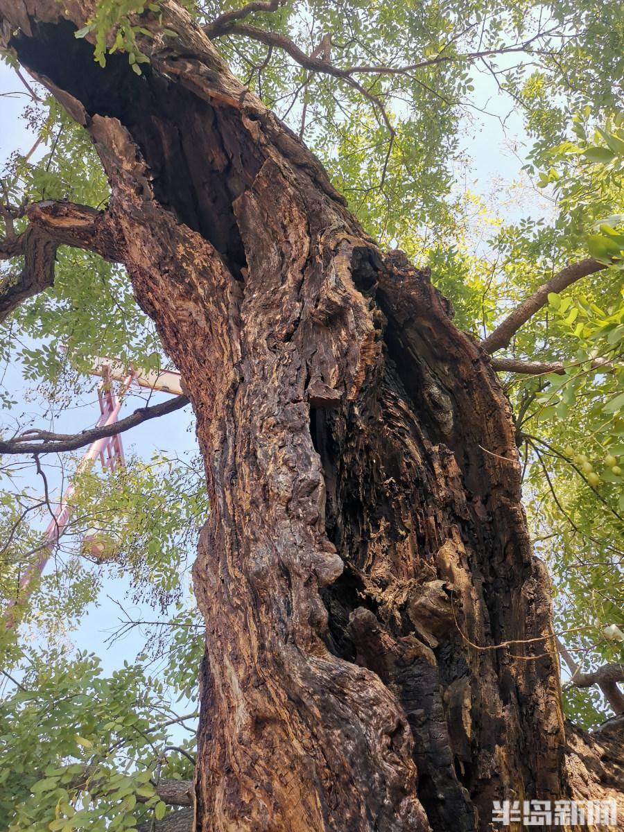 在千年商都,不仅有枯藤老树更有小桥流水人家……古村落老树见证乡村