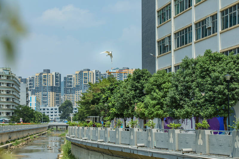 遇见航城 | 白鹭翱翔天际,簕杜鹃繁花似锦_深圳_宝安区_航城街道