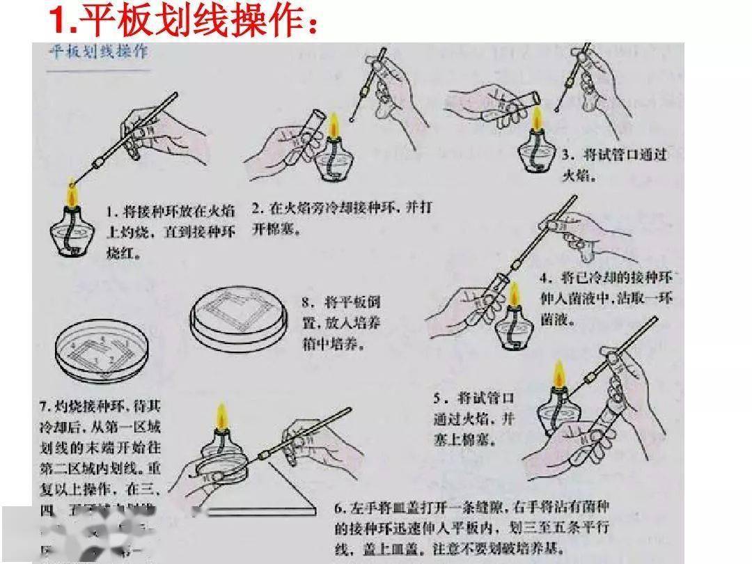 斜面培养基接种图片