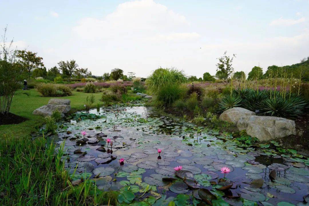 上海辰山植物园旱溪花境秋季景观赏析_进行_园林_时刻