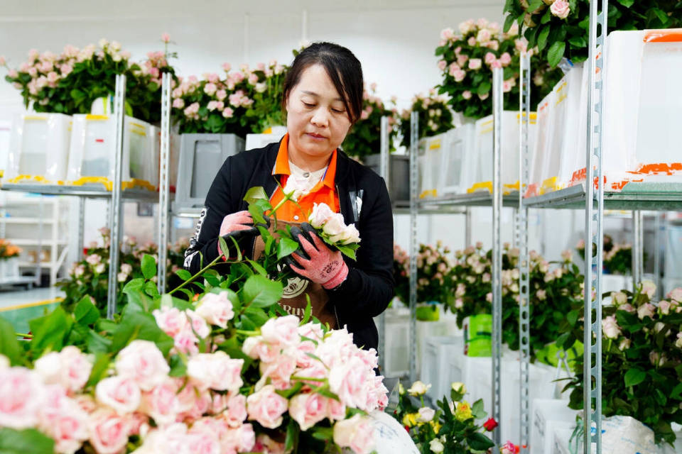 Freshly cut flower industry blooms in Shandong_their_to_fresh