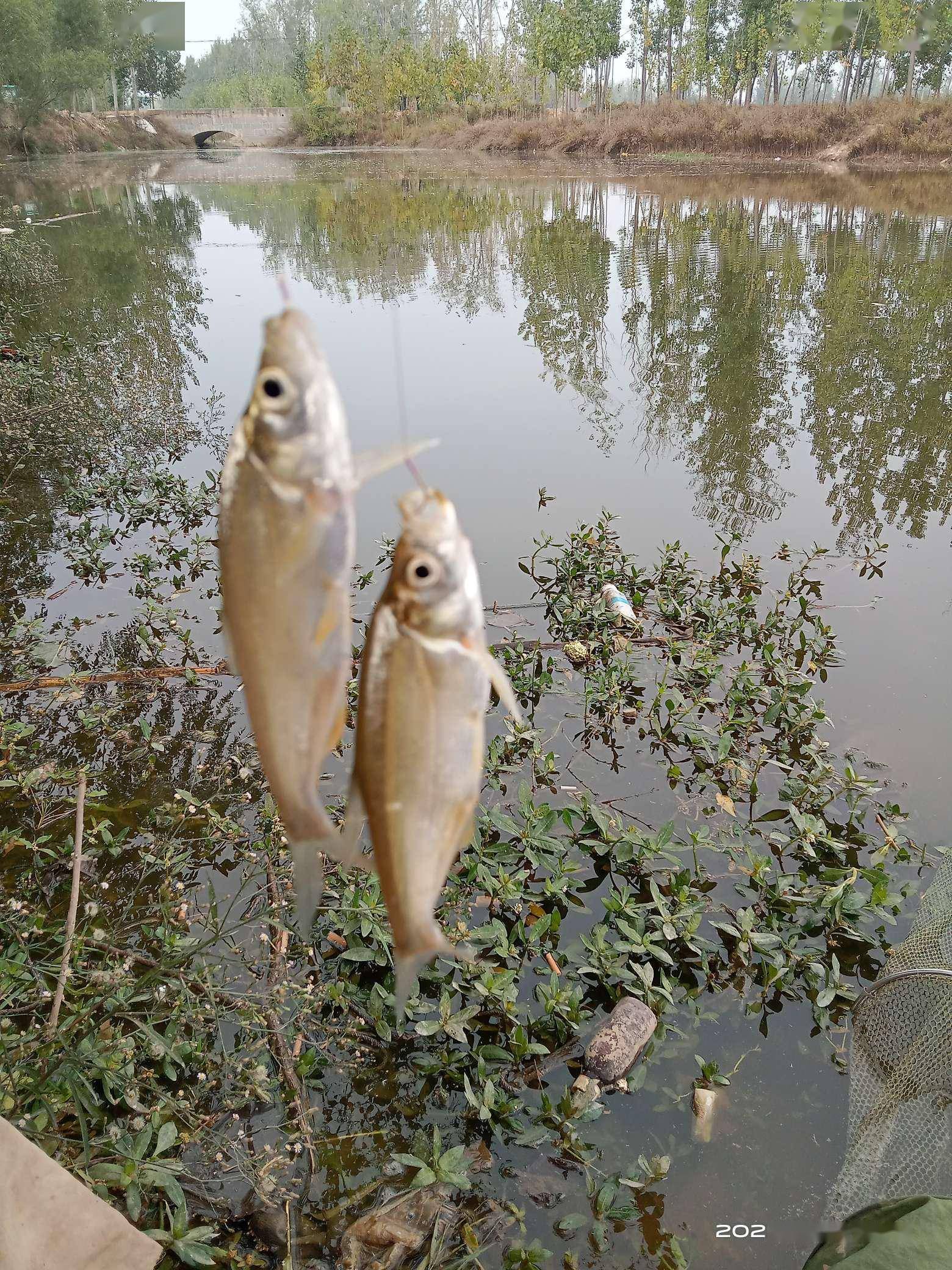 深秋恰是钓鲫时，岸边挥竿人如意，“老菜地”里更神情