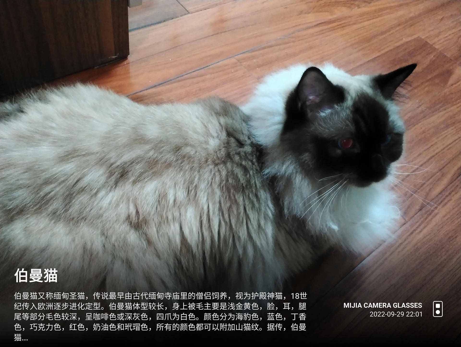 米家眼镜相机到底值不值得购买?小米的赛博新尝试?