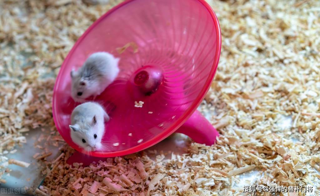 为什么家养的仓鼠喜欢玩跑轮?仓鼠跑轮有好处吗?