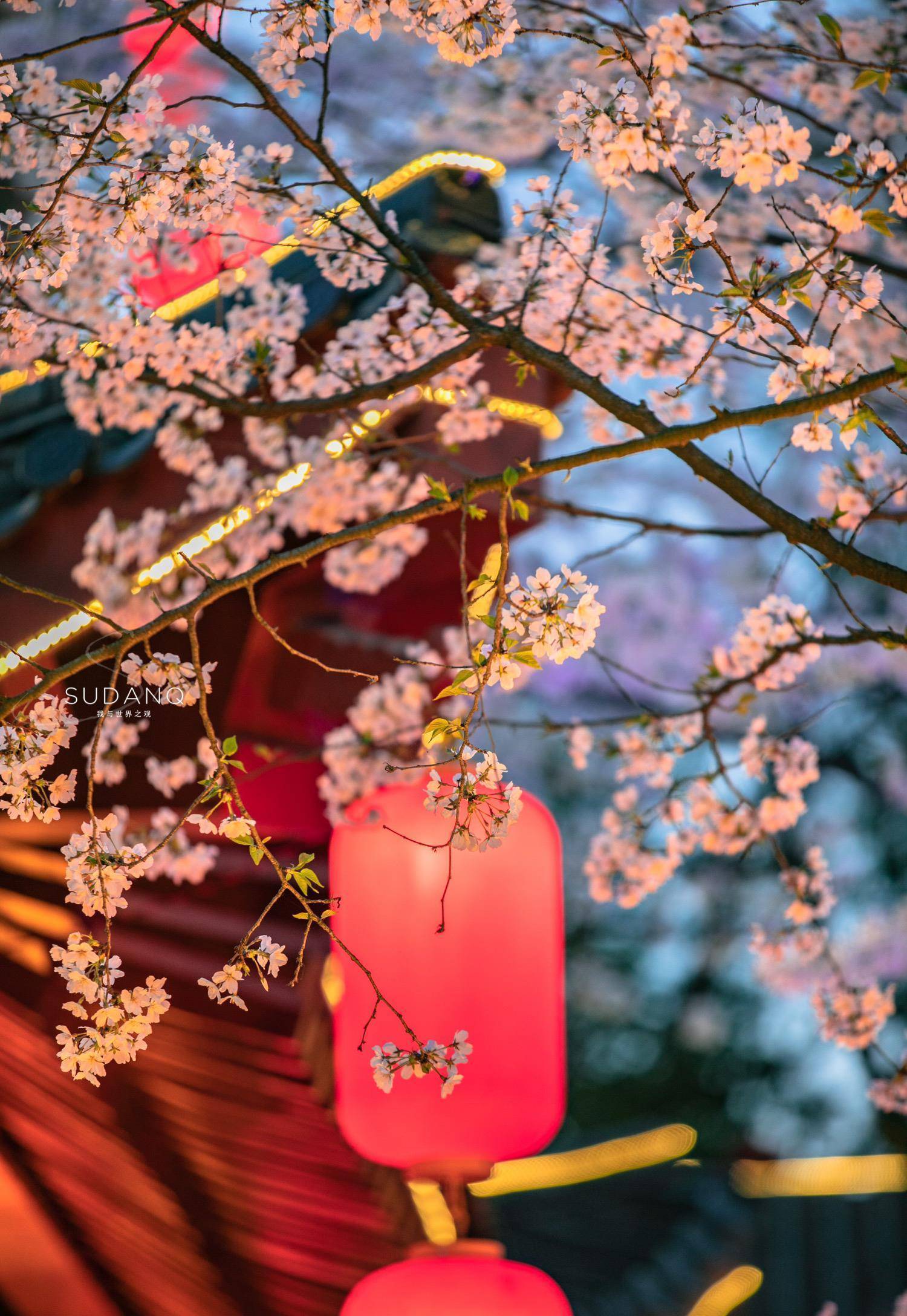 又是一年樱花开,武汉东湖樱园作为世界樱花之都,夜色美轮美奂_游客