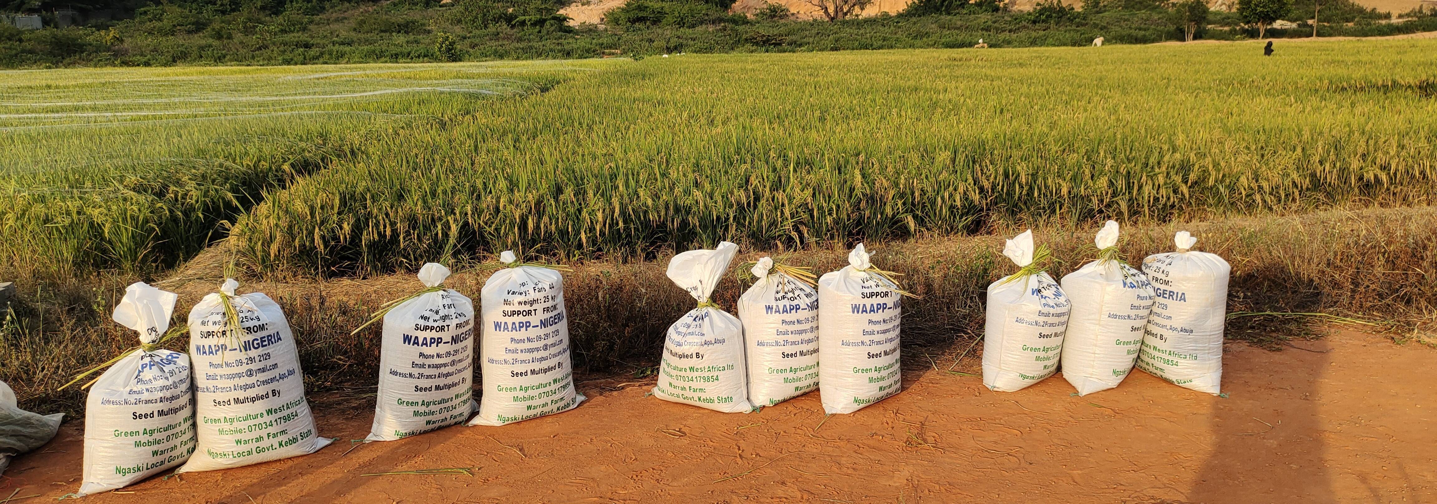 特稿｜粮食捐赠终结不了非洲饥饿，中国绿色超级稻扎根非洲