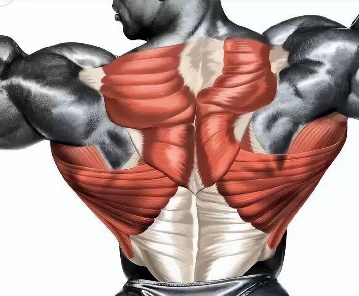 背阔肌位置在腰背和胸部下方的后侧,呈直角三角形的最大面积阔肌,隐藏