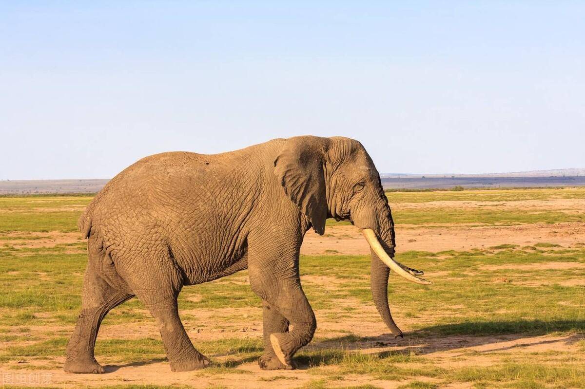 大象16种动物高清图解图片